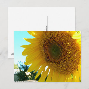 Postcard - Sunflower and Bee