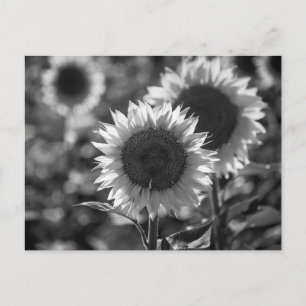 Postcard Sunflower BW