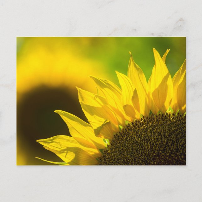 Postcard Sunflower Elegance (Front)