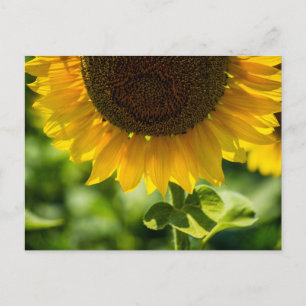 Postcard Sunflower In Bloom Photography