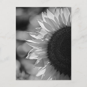 Postcard Sunflower In The Field BW