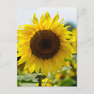 Postcard - Sunflower Isolated