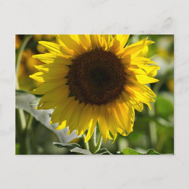 Postcard - Sunflower Isolated In Field (Front)