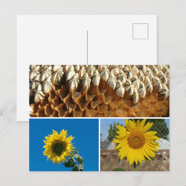 Postcard - Sunflowers (Front/Back)