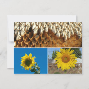 Postcard - Sunflowers