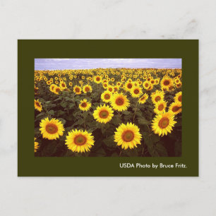 Postcard / Sunflowers in Fargo North Dakota.