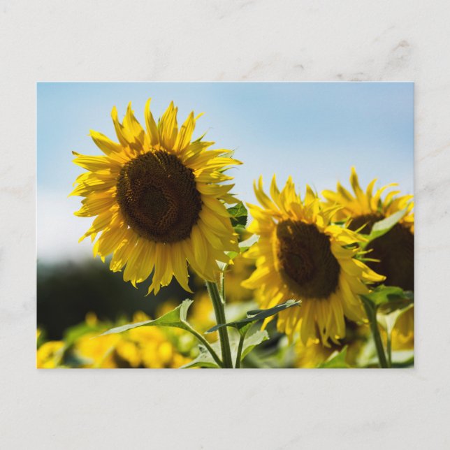 Postcard - Sunflowers Summer Radiance (Front)
