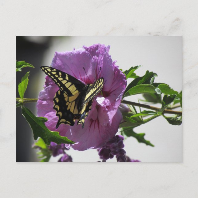 Postcard - Swallowtail Butterfly on Blossom (Front)