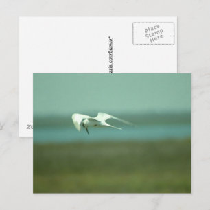 Postcard - Tern in flight