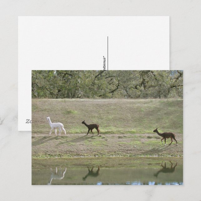 Postcard – Three Alpaca (Front/Back)