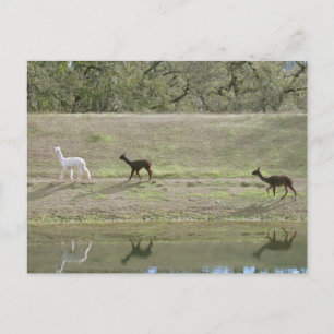 Postcard – Three Alpaca