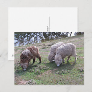 Postcard - Three Sheep