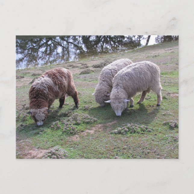 Postcard - Three Sheep (Front)