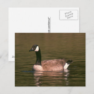 Postcard - Tranquil Goose