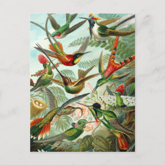 Postcard:  Trochilidae ("Hummingbirds") by Haeckel Postcard