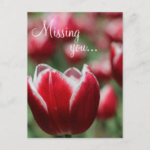 Postcard/Tulip Postcard