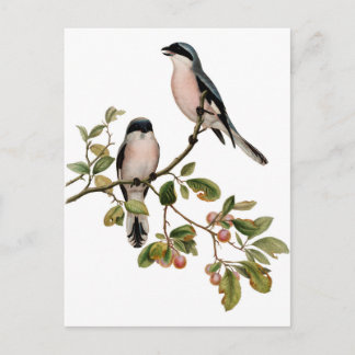 Postcard - Two Birds