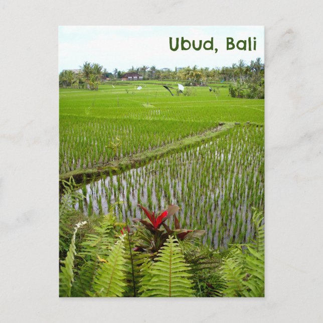 Postcard Ubud Bali Indonesia rice paddies fields (Front)