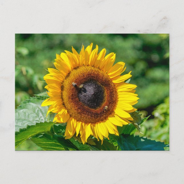 Postcard - Vermont Sunflower (Front)