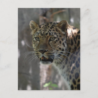 Postcard Vertical Template - Customised
