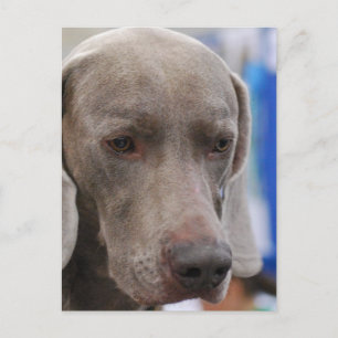 Postcard Vertical Template - Customised