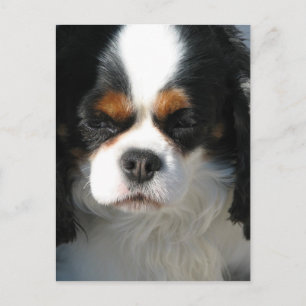 Postcard Vertical Template - Customised