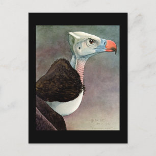 Postcard-Vintage Chicago Art-Abyssinian Birds 12 Postcard