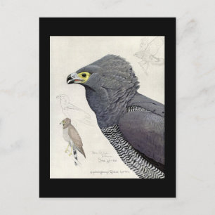 Postcard-Vintage Chicago Art-Abyssinian Birds 6 Postcard