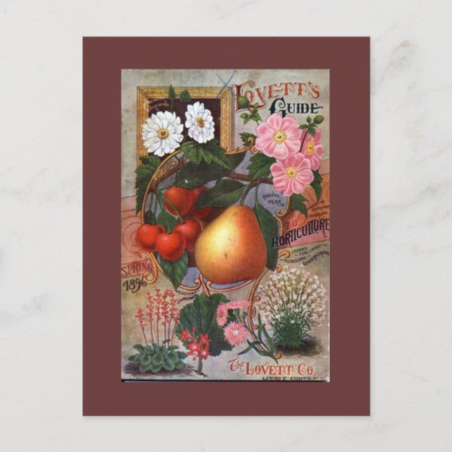 Postcard - Vintage Floral Fruit illustration (Front)