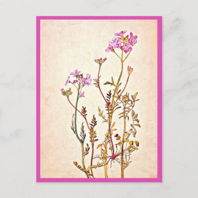 Postcard-Vintage Illustration-Beatrix Potter 1 Postcard (Front)