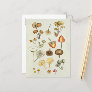 Postcard / Vintage illustration of mushrooms