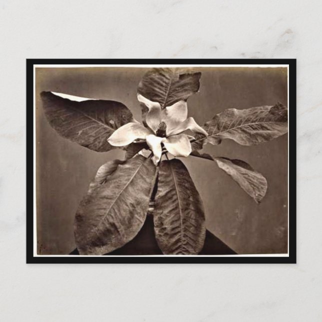 Postcard-Vintage Photography-Charles Aubry 24 Postcard (Front)