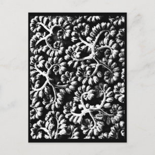 Postcard-Vintage Photography-Karl Blossfeldt 22 Postcard