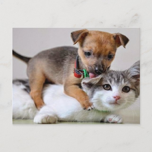 Postcard - Wash Time! (Front)