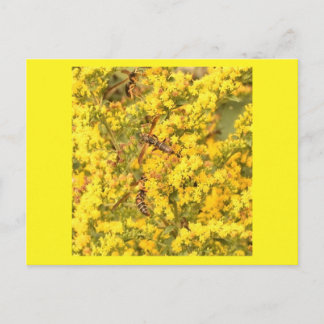 Postcard, wasps on goldenrod, bright yellow postcard