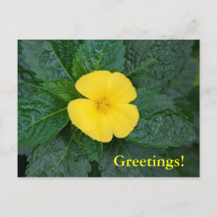 Postcard - West Indian Holly