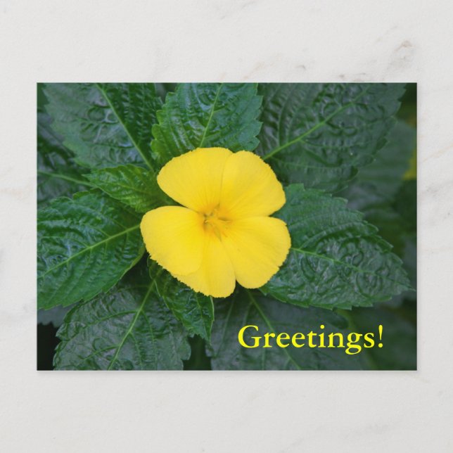 Postcard - West Indian Holly (Front)