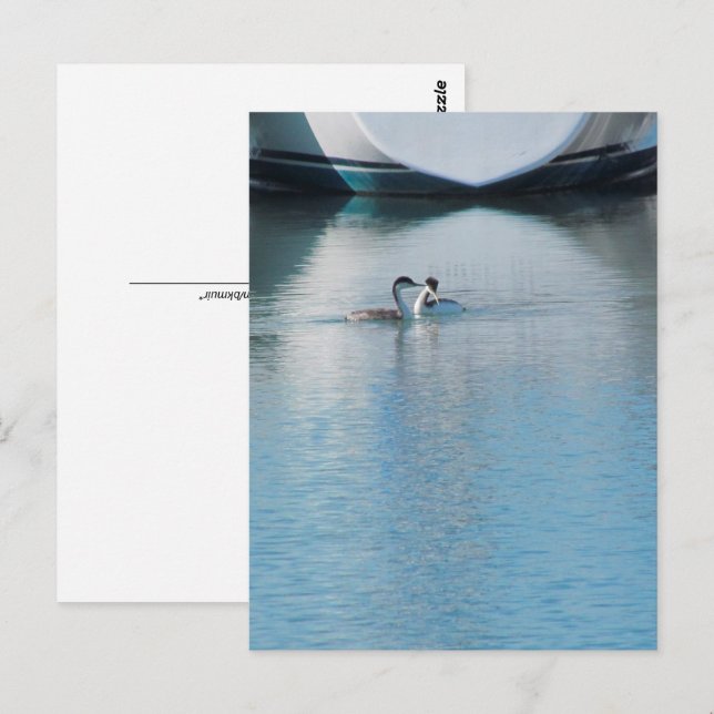 Postcard - Western Grebe in Harbour (vrt) (Front/Back)