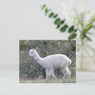 Postcard - White Alpaca