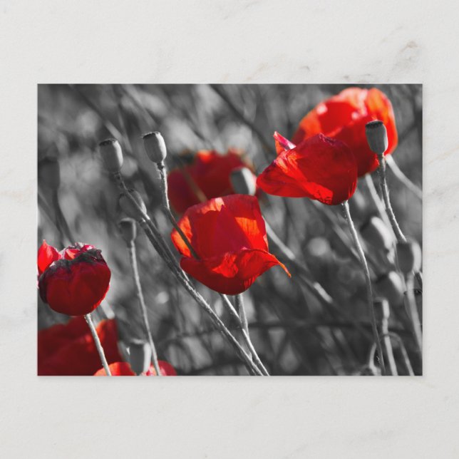 Postcard - Wild Red Poppies (Front)