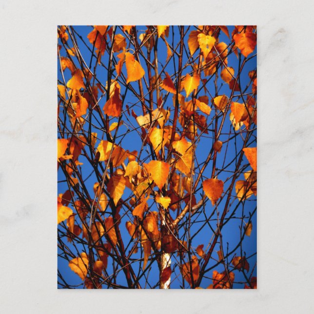 Postcard with autumn leaves (Front)