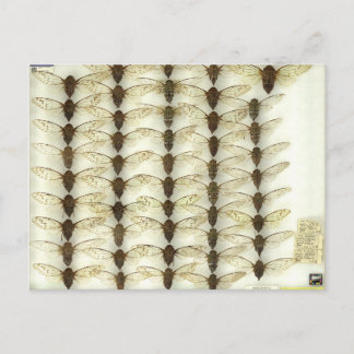 Postcard with Cicadas