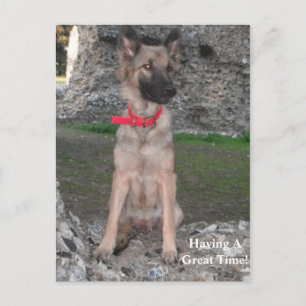 Postcard With German Shepherd Castle Ruin Visit