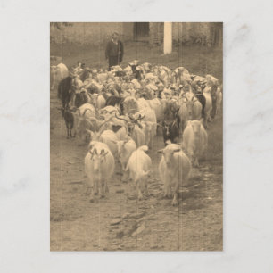 Postcard with goats