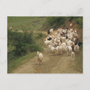 Postcard with goats
