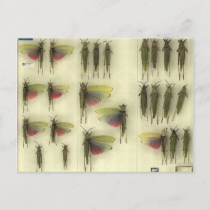 Postcard with Grasshoppers