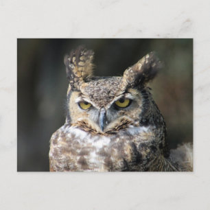 Postcard with Great Horned Owl
