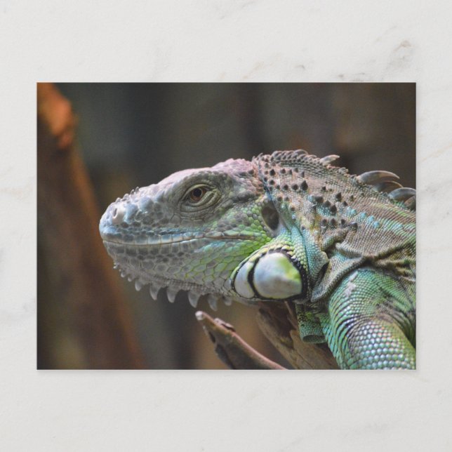 Postcard with head of colourful Iguana lizard (Front)