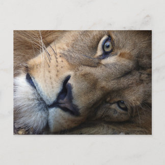 Postcard with lion