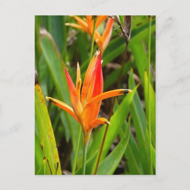 Postcard with orange flowers on cover (Front)